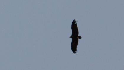 Cinereous Vulture