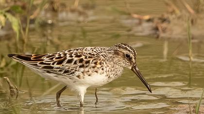 Broad-billed Sandpiper