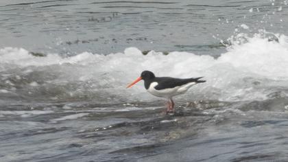 Eurasian Oystercatcher