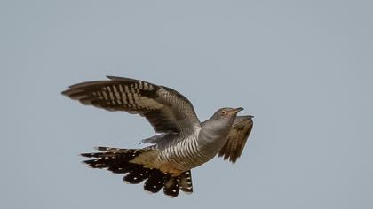 Common Cuckoo