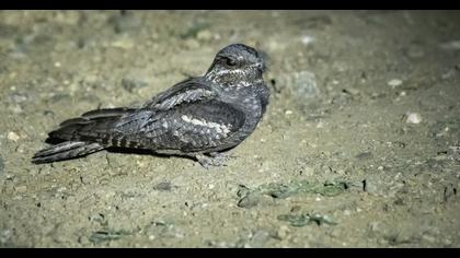 European Nightjar