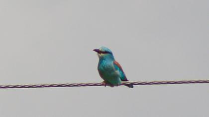 European Roller