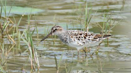 Broad-billed Sandpiper