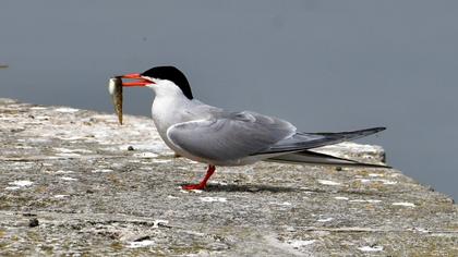Common Tern