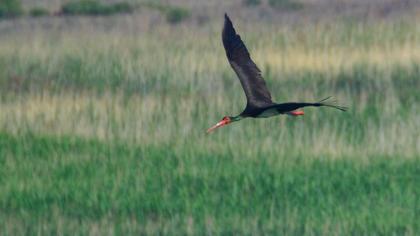 Black Stork