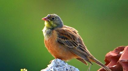Ortolan Bunting