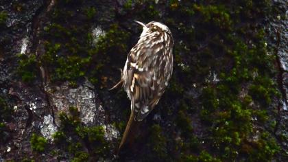 Short-toed Treecreeper