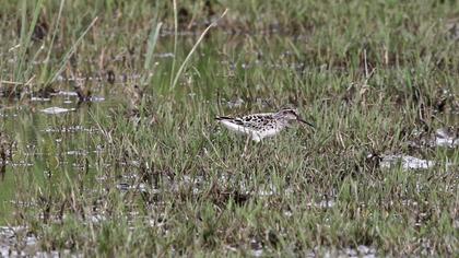 Broad-billed Sandpiper