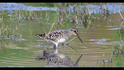 Broad-billed Sandpiper
