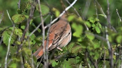 Rufous-tailed Scrub Robin