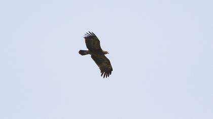 Lesser Spotted Eagle