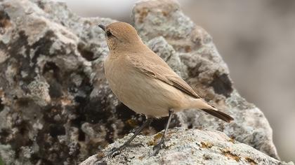 Isabelline Wheatear