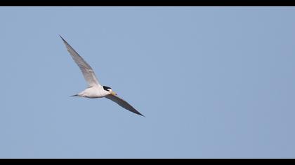 Little Tern