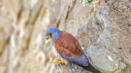 Lesser Kestrel