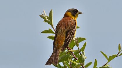 Black-headed Bunting
