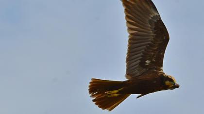 Western Marsh Harrier