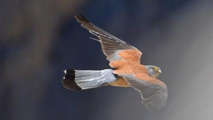 Lesser Kestrel