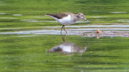 Common Sandpiper