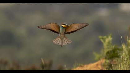 European Bee-eater