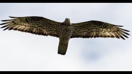 European Honey Buzzard