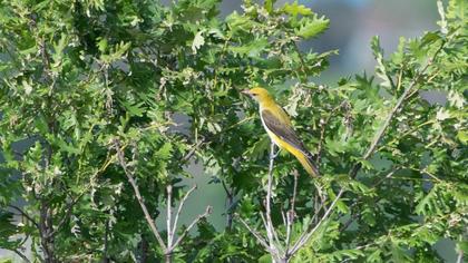 Eurasian Golden Oriole