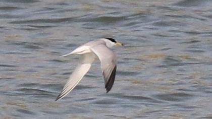 Little Tern
