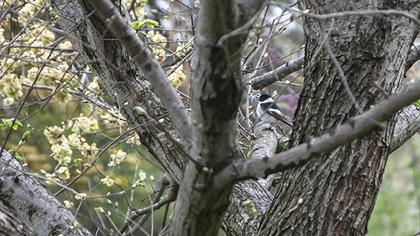 Collared Flycatcher