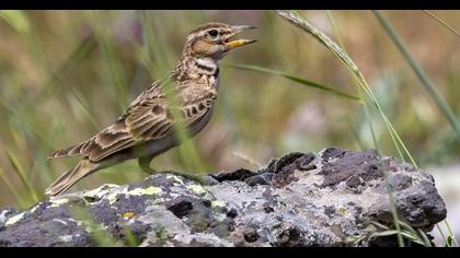 Bimaculated Lark