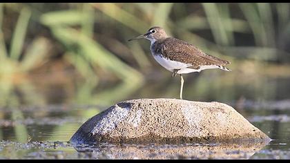 Green Sandpiper