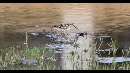 Broad-billed Sandpiper