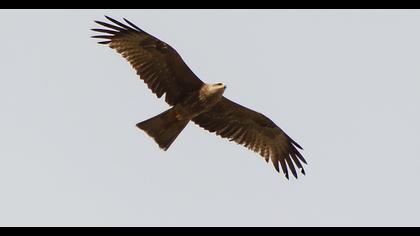 Black Kite