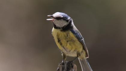 Eurasian Blue Tit