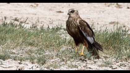 Western Marsh Harrier