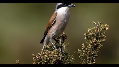 Red-backed Shrike