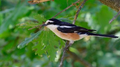 Masked Shrike