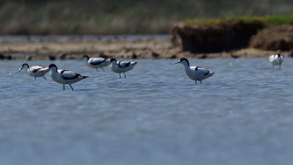 Pied Avocet