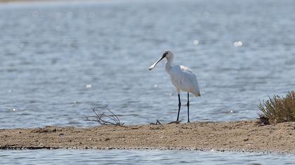 Eurasian Spoonbill