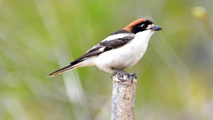 Woodchat Shrike