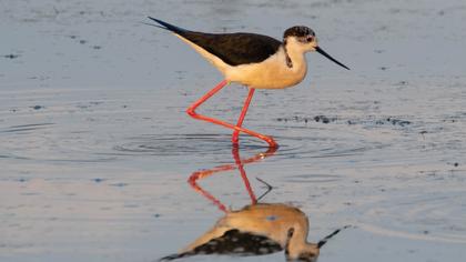 Black-winged Stilt