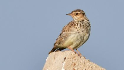 Woodlark
