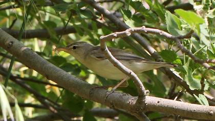 Eastern Olivaceous Warbler