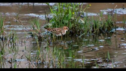 Little Stint