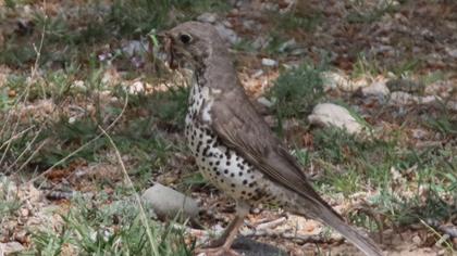 Mistle Thrush
