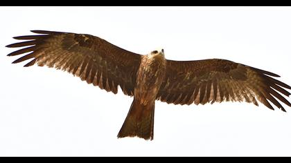 Black Kite