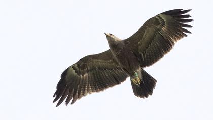 Lesser Spotted Eagle