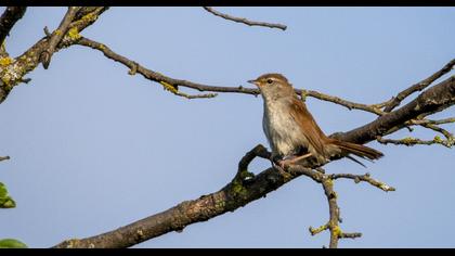 Cetti`s Warbler