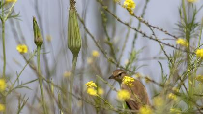 Great Reed Warbler