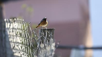Common Redstart