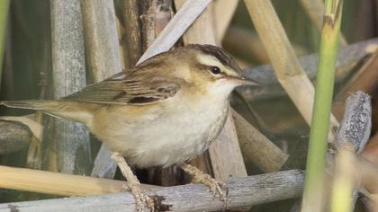 Sedge Warbler