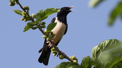 Rosy Starling
